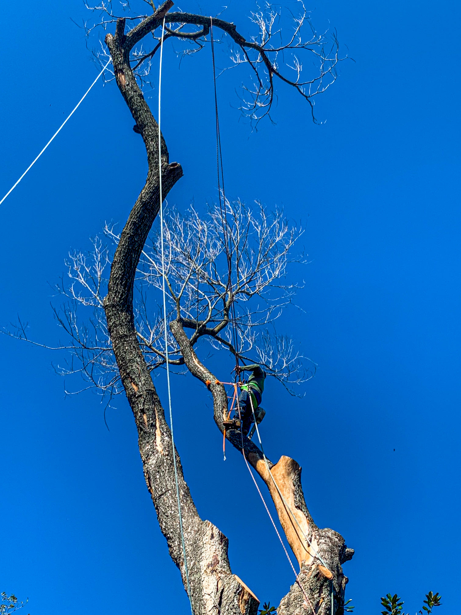 Better View Tree Service Houston’s best tree company, specializing in